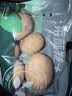 应季新土豆约1kg 实拍图