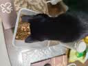 麦富迪猫粮 超肉粒冻干双拼幼猫粮免疫护肠胃 三文鱼2kg 实拍图