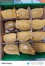 佳沛（zespri）新西兰金奇异果12粒特大果124-146g猕猴桃中秋节礼品送水果礼盒 实拍图
