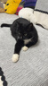 卫仕五拼冻干山海盛宴猫粮1.5kg 成猫幼猫高蛋白粮通用长肉发腮主食 实拍图