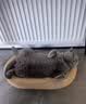 伟嘉主食猫罐头软包 猫主食餐包湿粮 进口成猫妙鲜包85g*12海洋鱼味 实拍图