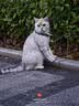 Orijen渴望猫粮 成猫幼猫粮 全价通用无谷原味鸡肉进口7.2kg效期27/5 实拍图