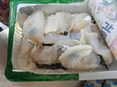 冻品先生 安井 免浆黑鱼片 250g*3盒  水煮鱼生鲜食材 冷冻鱼类方便菜 实拍图
