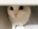 海乐妙喜倍安 海正动保 猫咪体内外驱虫 月度套装 （0.5-2kg） 实拍图