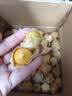 京觅东北姑娘果 3斤装净重 灯笼果黄菇娘洋姑娘果 新鲜水果源头直发 实拍图