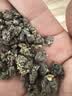 陈一凡冻顶乌龙茶 特级台湾高山乌龙茶浓香型新茶茶叶自饮招待袋装500g 实拍图