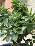 兔头妈妈儿童牙膏抗糖含氟防蛀护齿 疯狂动物城 1-12岁 草莓味 40g 实拍图