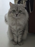 pidan猫砂 天然钠基球型猫砂2.4kg*4包 球型膨润土砂京东自营 实拍图