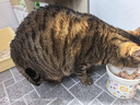 麦富迪猫罐头 成幼猫通用宠物猫零食湿粮三种肉小金罐大肉块鸡肉鲜虾85g 实拍图