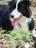 Orijen渴望狗粮 成犬幼犬无谷鸡天然鸡肉进口全价通用犬粮2kg 效期26/11 实拍图