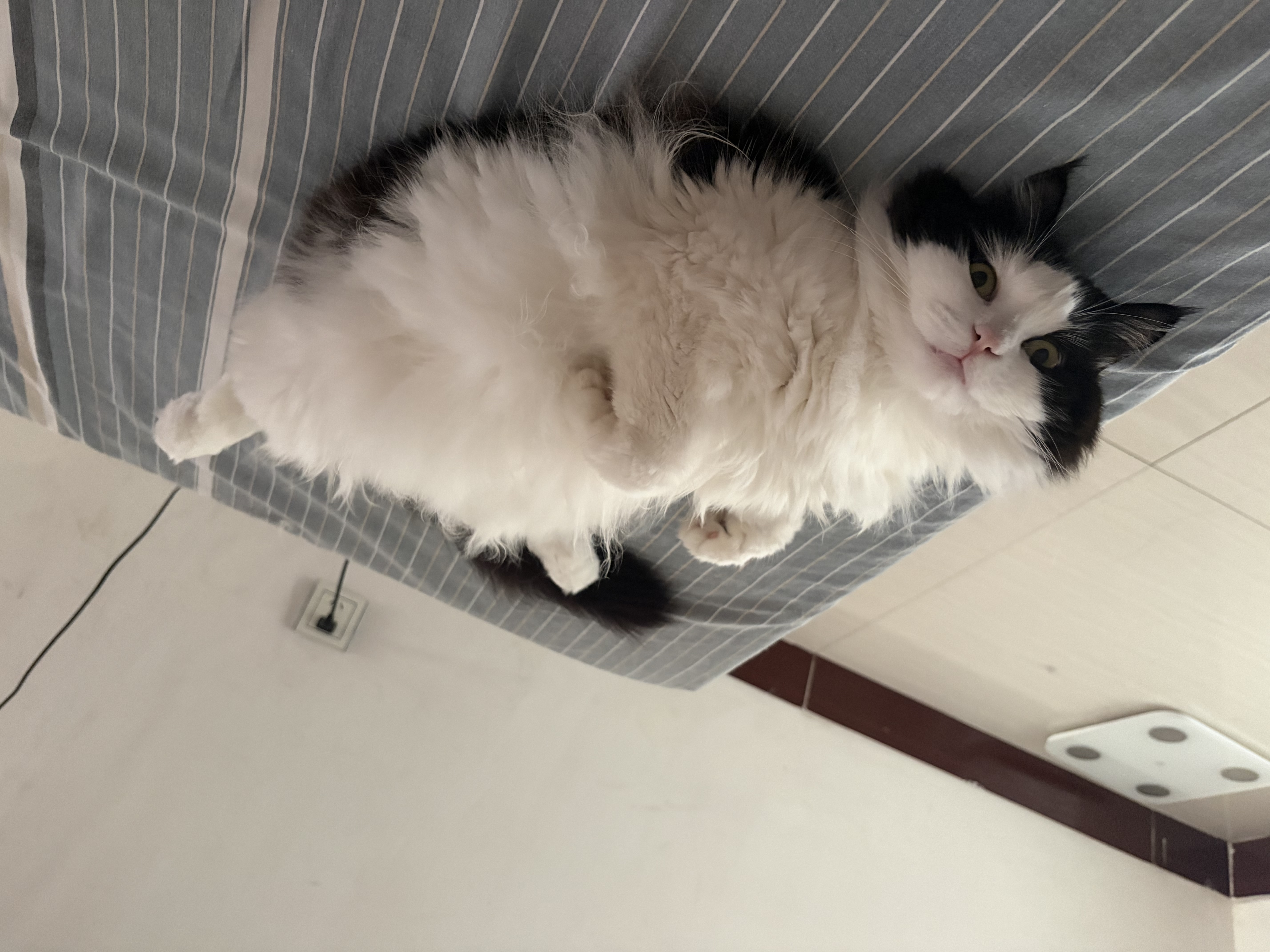 大宠爱 猫驱虫药 体内外同驱耳螨虱子跳蚤虫 2.6-7.5kg成猫 6支装 实拍图