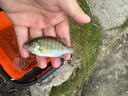 【2盒装】三公仔小儿七星茶颗粒7g*10袋 消食化积儿童清热积食便秘开胃消滞肠胃调理儿科专科用药 实拍图