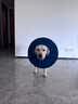 宜品达狗狗伊丽莎白圈加深大型犬狗狗防舔防咬项圈大号软圈柔软夏季脖套 （蓝色） M-内圈可调节18-41cm 实拍图