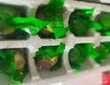 瑾贝金凤活珠子混合口味50g*20枚新鲜开袋即食加蘸料钢化蛋熟鸡胚蛋 实拍图