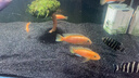 派乐特黑金沙黑沙子金刚砂鱼缸造景底砂水族箱底沙观赏鱼水草砂5斤 实拍图