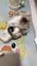 网易严选宠爱相伴全价猫粮 实惠宠物主粮成幼猫爱心公益 美毛护肠胃10kg 实拍图