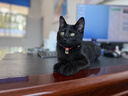 普安特宠物猫咪驱虫药驱虫体内外一体幼成虫跳蚤犬虱非泼罗尼爱滴克套装 实拍图
