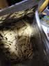 洽洽多味瓜子零食500g打手瓜子葵花籽大颗粒休闲零食坚果炒货大包装 实拍图