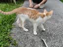 猫条猫零食补充营养味美妙鲜湿粮包猫罐头猫条100支整箱猫咪零食 猫条鸭肉鳕鱼口味【15g*10支】 实拍图