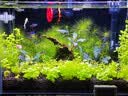 尼特利（NETLEA）滤材细菌屋鱼缸专用净水过滤材料水族养鱼纳米硝化细菌纤维环 微生物纤维环 S号（1L/包） 实拍图