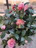 花翁香妃茶花盆栽浓香型山茶花树苗室内庭院花卉好养大棵四季源头直发 实拍图
