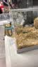CARNO PET PRODUCTS卡诺nono仓鼠磁吸水壶金丝熊饮水器荷兰猪花枝鼠豚鼠喂水器220ML 实拍图