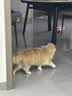 拜达尔宠物猫咪狗狗d-生物素冻干肉粒犬猫毛发养护美毛靓毛冻干零食颗粒 实拍图