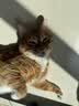 诚实一口P40全价猫粮成猫幼猫室内外80%鲜肉高蛋白长肉美毛鸡鱼味1.5kg 实拍图