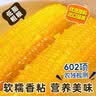 东北农嫂糯玉米穗 糯玉米段 软糯香 吉林原产 真空玉米 低脂粗粮 【精选大棒】黄糯玉米礼盒2.5kg 约8根 实拍图