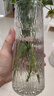 吕姆克花瓶玻璃客厅摆件鲜花插花仿真干花富贵竹水养花瓶透明两个装5043 实拍图