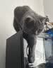 皇家英短成猫粮 BS34 通用粮 12月以上 4.5KG 实拍图