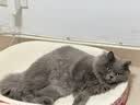 猫人 A类10%大豆纤维被子 秋冬被芯冬季棉被厚6斤200*230cm元气蓝 实拍图