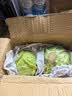 京鲜生山东新鲜绿甘蓝净重3斤 卷心菜 包菜 甘蓝新鲜蔬菜 源头直发 实拍图