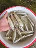 画中仙钓箱坐垫加厚高弹透气防屁股痛鱼箱座垫防水速干钓鱼垫子渔具配件 【渐变紫】加厚高弹记忆海绵坐垫 实拍图
