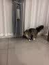 HELLOJOY猫咪玩具自嗨解闷神器智能电动逗猫球自动逗猫棒幼猫遛猫消耗体力 实拍图