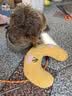 HELLOJOY猫咪专用小枕头宠物狗狗夏天u型枕头睡觉垫子猫毛毯保暖宠物用品 实拍图