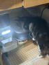 霍曼（Homerun）宠物双无线饮水机BF21 自动饮水器猫咪饮水机无线续航自由摆放 实拍图