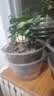 九里香盆栽茉莉花绿植室内驱蚊四季开花带花苞七里香水培盆景植物 【特价】高约16cm九里香苗6株 九里香 实拍图