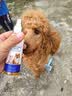 GERTHRON德国狗狗猫咪开结喷雾防静电宠物专用毛发护毛精油长毛解结护毛素 100ml*2瓶 宠物解结喷剂 长效持久 防止静电干扰 实拍图
