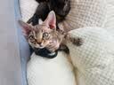 憨憨宠 狗狗垫子 猫垫子宠物棉垫盖垫秋冬季猫窝狗窝泰迪宠物毛毯睡垫窝 睡垫星星黄 70*50cm 实拍图
