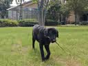 MAG【宠物金选】狗狗布拉迪酵母益生菌 宠物幼犬成犬用软便呕吐8袋装 实拍图