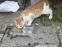鲜朗低温烘焙猫粮冻干生骨肉天然无谷幼猫成猫全阶段鲜郎换粮试吃试用 烘焙离乳期幼猫粮试吃装 实惠装(50g*5包) 实拍图