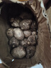 【东东农场专供】新鲜牛奶芋头现挖毛芋头香嫩爽滑奶油芋头小香芋 奶白芋头 2斤 带箱 中大果 实拍图