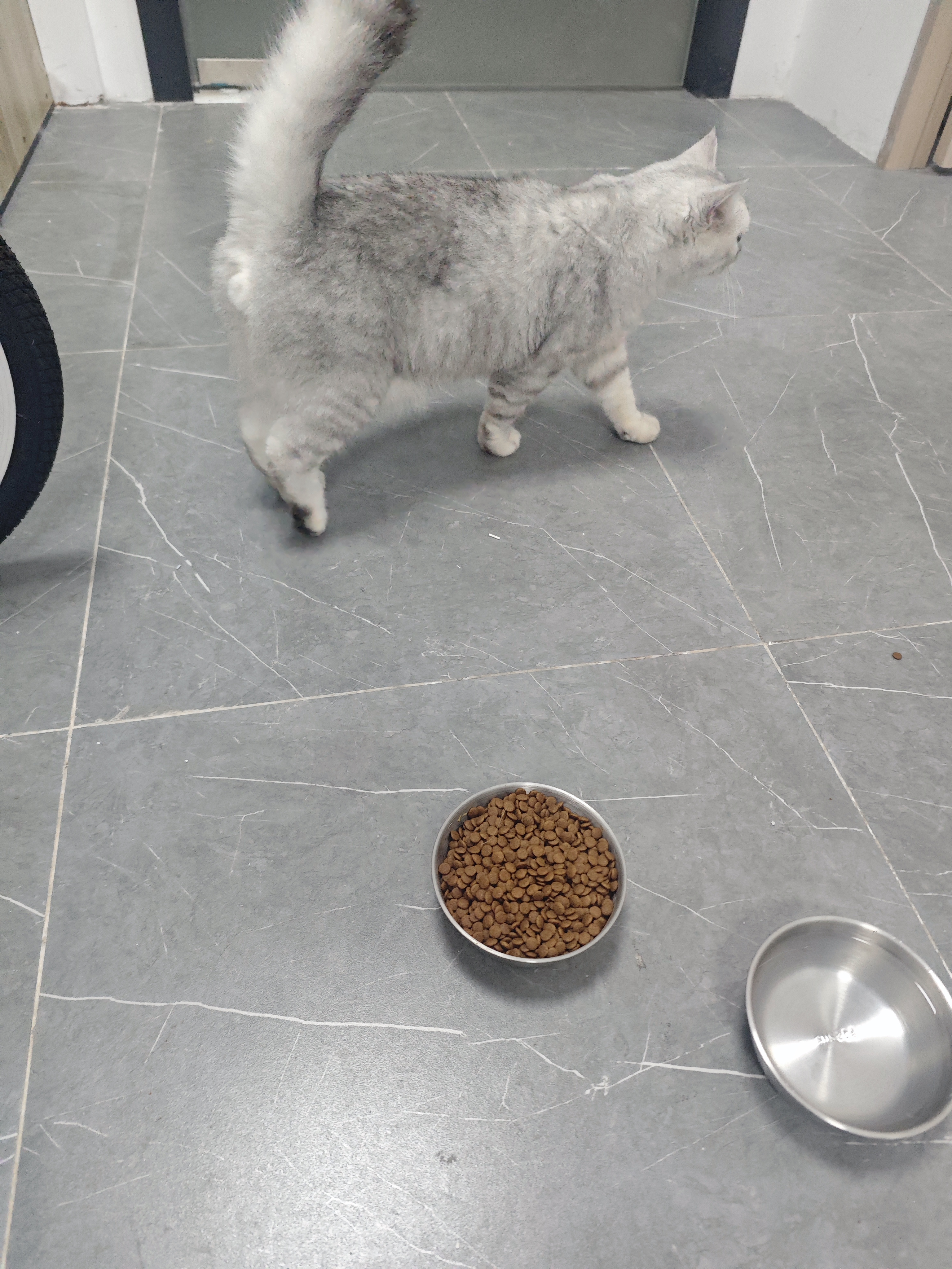 网易严选宠爱相伴全价猫粮 实惠宠物主粮成幼猫爱心公益 美毛护肠胃 1.8kg 实拍图
