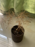 文竹盆栽绿植花卉盆景植物室内客厅水培文松云竹文竹大苗四季常青 小文竹【2棵更实惠】原土球发货 高度15-25cm 实拍图