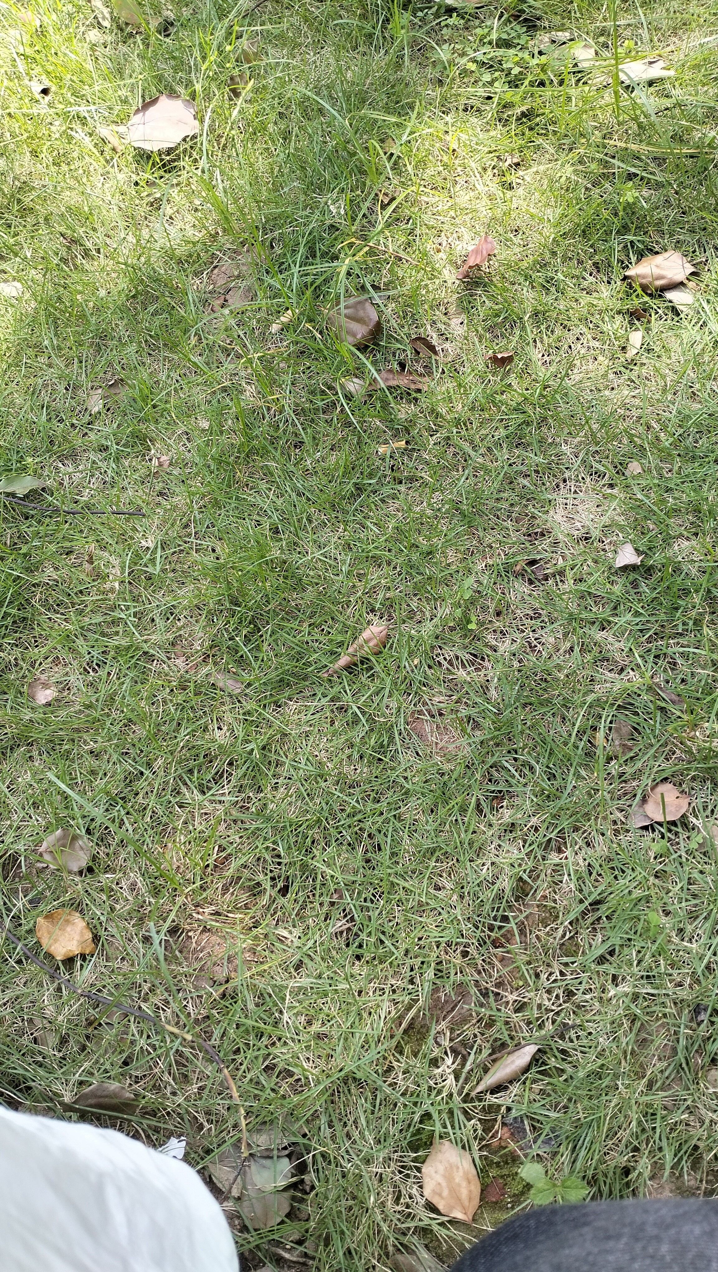 子初奶瓶果蔬清洁剂 草本植萃果蔬清洗液餐具奶瓶奶嘴清洗液500g*2瓶 实拍图