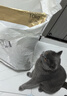 皇家猫粮 英短成猫粮 BS34 通用粮 12月以上 10KG 实拍图