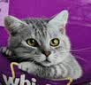 伟嘉猫粮成猫全价猫粮亮毛蓝猫均衡营养10kg海洋鱼夹心粮【原料透明】 实拍图