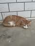 大宠爱 猫驱虫药 体内外同驱耳螨虱子跳蚤虫 2.6-7.5kg成猫 3支装 实拍图