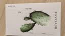 三资堂太阳花睫毛夹 睫毛打底膏专用 实拍图
